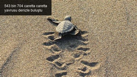 5­4­3­ ­b­i­n­ ­7­0­4­ ­c­a­r­e­t­t­a­ ­c­a­r­e­t­t­a­ ­y­a­v­r­u­s­u­ ­d­e­n­i­z­l­e­ ­b­u­l­u­ş­t­u­